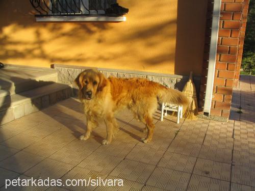 buddy Erkek Golden Retriever