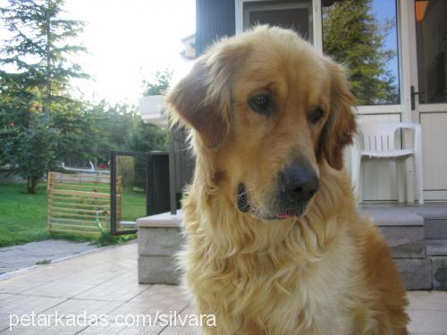 buddy Erkek Golden Retriever