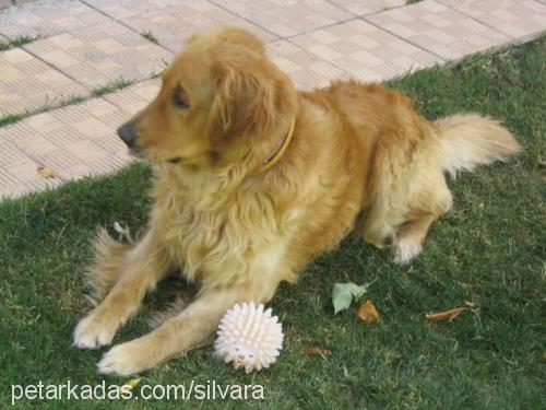 buddy Erkek Golden Retriever