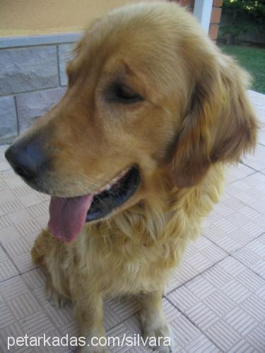 buddy Erkek Golden Retriever