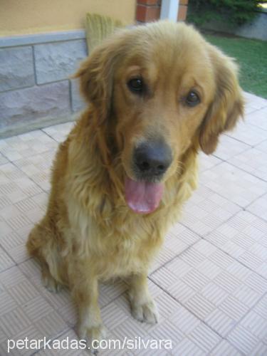 buddy Erkek Golden Retriever