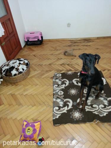 venüs Dişi Doberman Pinscher