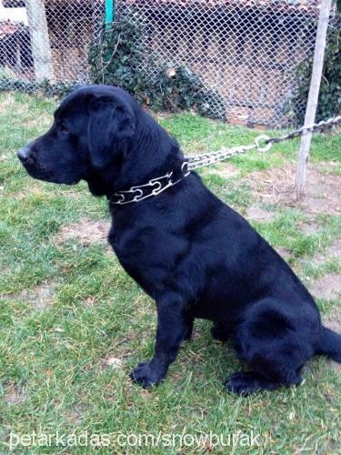 zeytin Erkek Labrador Retriever