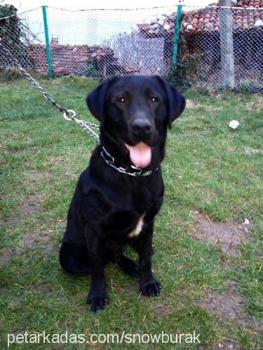 zeytin Erkek Labrador Retriever