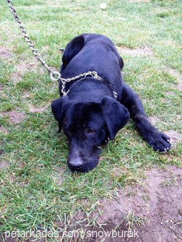 zeytin Erkek Labrador Retriever