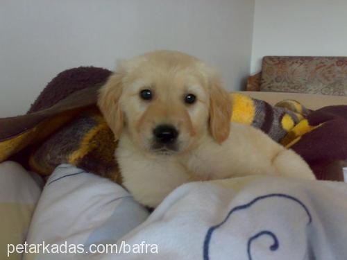 tyler Erkek Golden Retriever