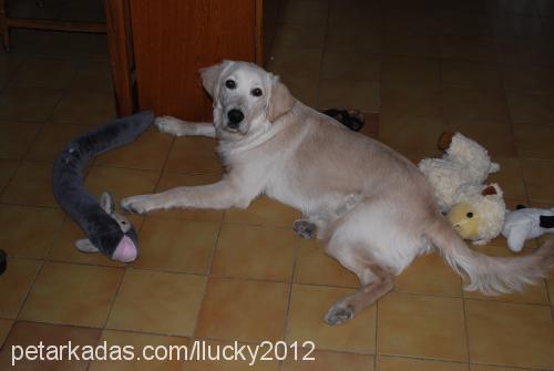 lucky Dişi Golden Retriever