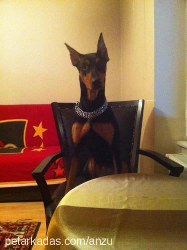 anzu Dişi Doberman Pinscher