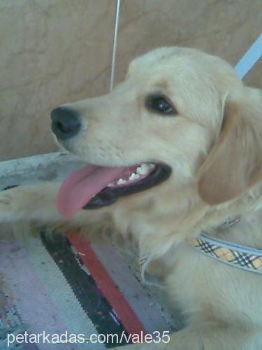 vale Erkek Golden Retriever