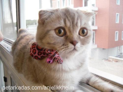 telve Dişi Scottish Fold