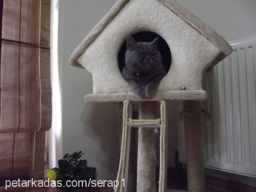 duman Dişi British Shorthair