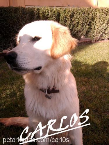 carlos Erkek Golden Retriever