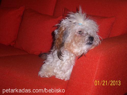 zeytİn Erkek Lhasa Apso