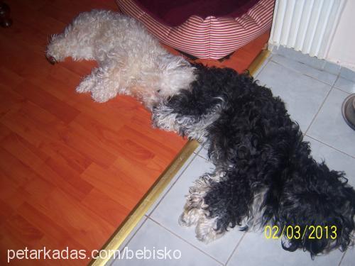 zeytİn Erkek Lhasa Apso