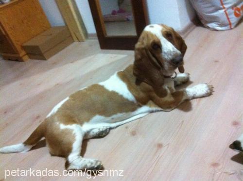 daisy Dişi Basset Hound