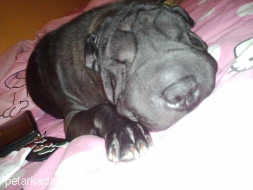 tekila Dişi Çin Shar-Pei