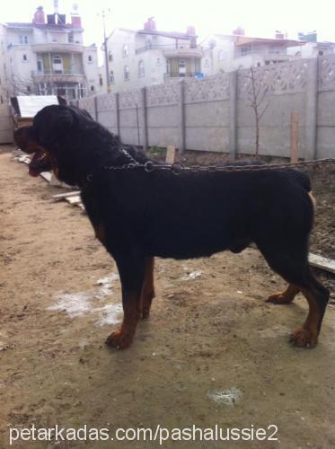 sekİz Erkek Rottweiler