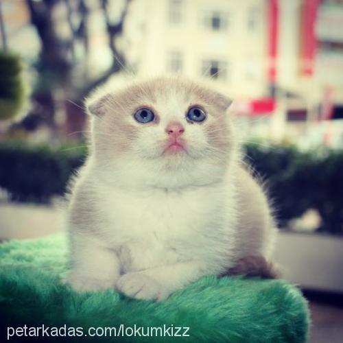 lokum Erkek Scottish Fold