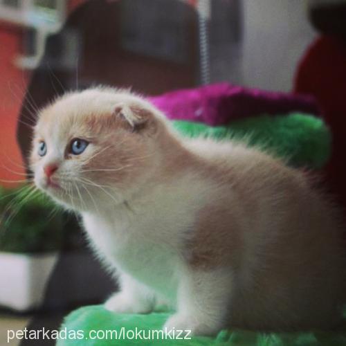 lokum Erkek Scottish Fold