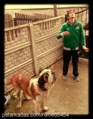 saddam Erkek St. Bernard (Saint Bernard)