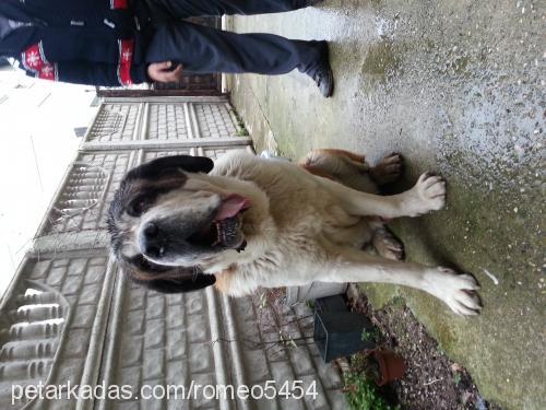 saddam Erkek St. Bernard (Saint Bernard)