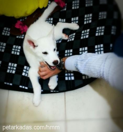 jack Erkek Sibirya Kurdu (Husky)