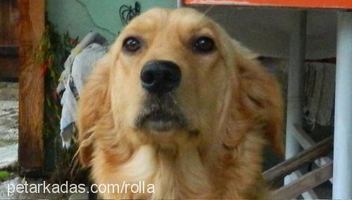 rolla Dişi Golden Retriever