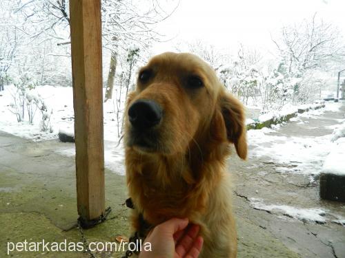 rolla Dişi Golden Retriever