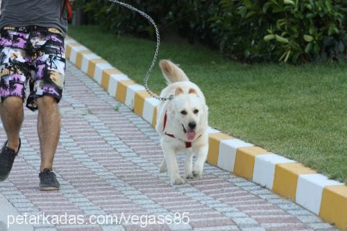 eden Dişi Golden Retriever