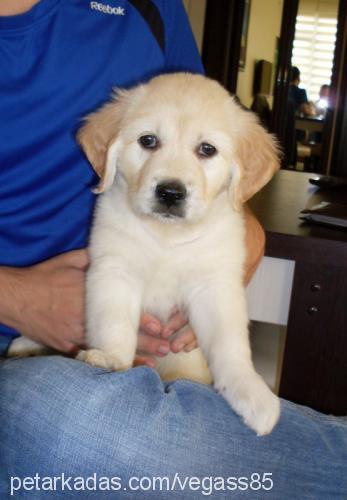 eden Dişi Golden Retriever