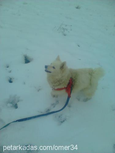 paçi Dişi Samoyed