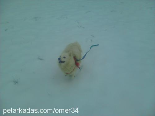 paçi Dişi Samoyed