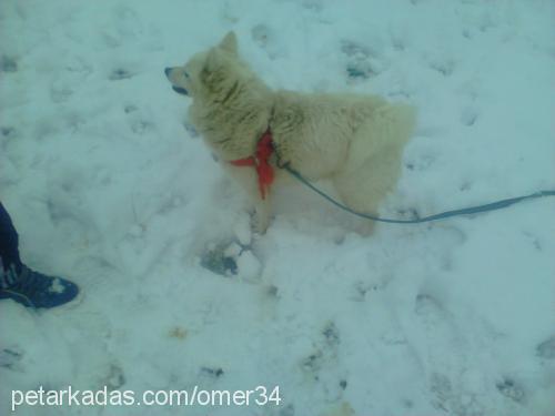 paçi Dişi Samoyed