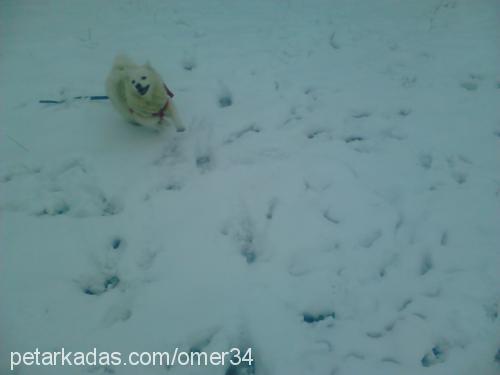 paçi Dişi Samoyed