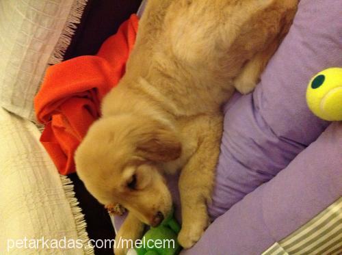 kİmyon Erkek Golden Retriever