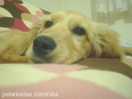 rolla Dişi Golden Retriever