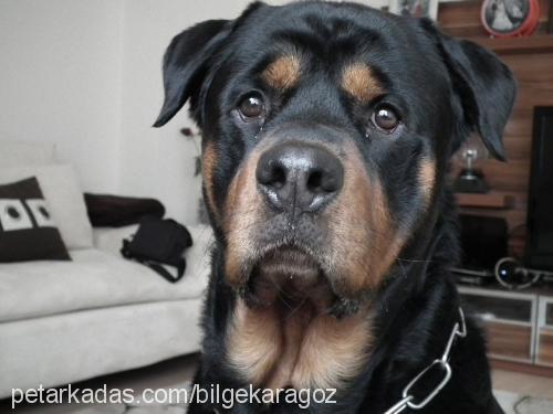 yankee Erkek Rottweiler