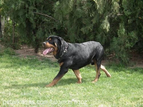 yankee Erkek Rottweiler