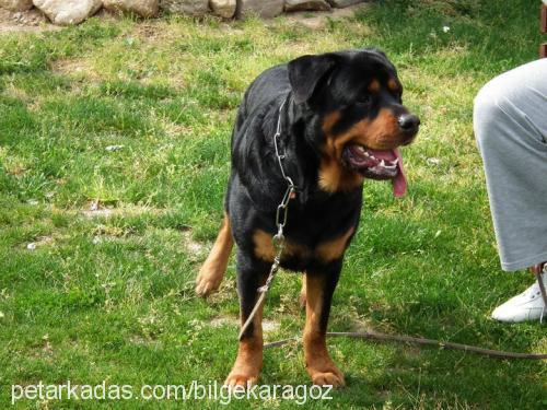 yankee Erkek Rottweiler