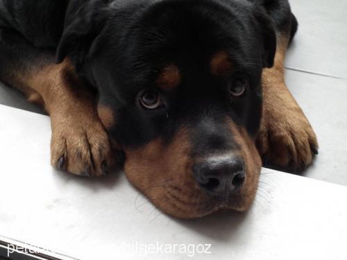 yankee Erkek Rottweiler