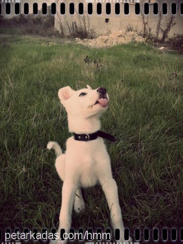 jack Erkek Sibirya Kurdu (Husky)