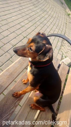 zeytİn Dişi Minyatür Pinscher