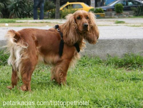 poly Dişi İngiliz Cocker Spaniel