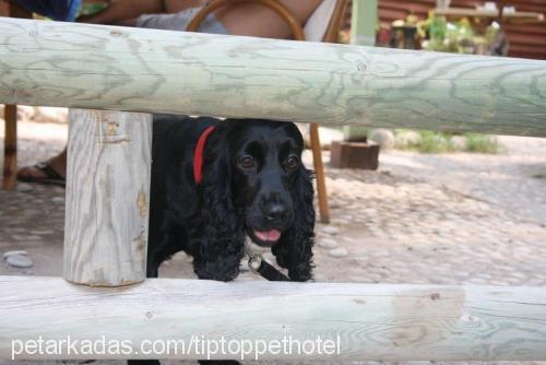 suzi Dişi İngiliz Cocker Spaniel