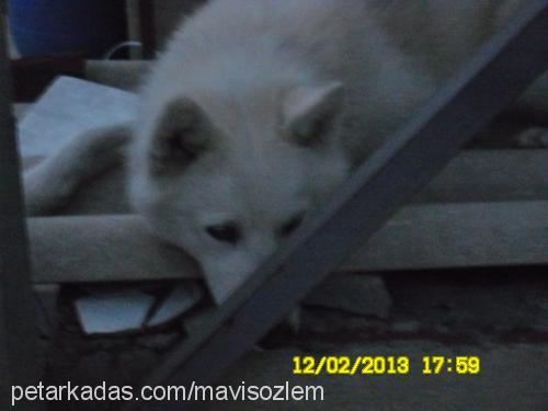 harz Erkek Sibirya Kurdu (Husky)