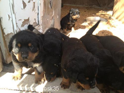 torunlar Erkek Rottweiler