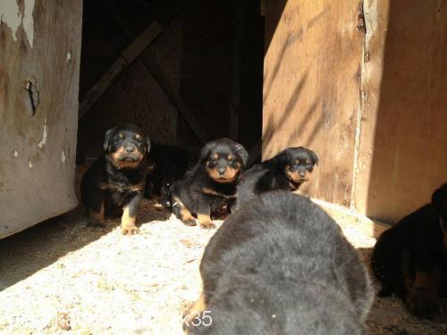 torunlar Erkek Rottweiler