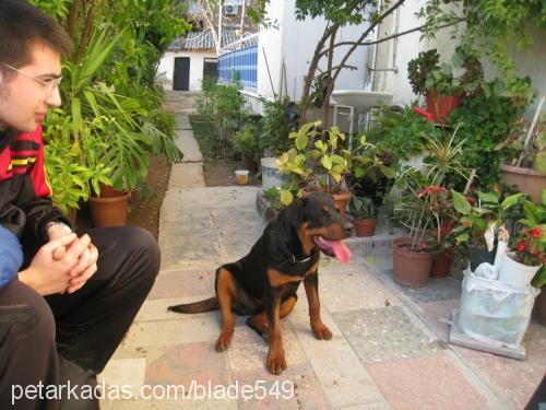 paşa Erkek Rottweiler