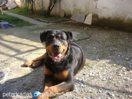 paşa Erkek Rottweiler