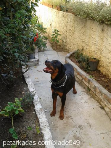 paşa Erkek Rottweiler